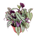 buy tradescantia zebrina 'wandering dude' live air plant 4" pot online, lush purple green and silver variegated trailing foliage, bold cascading vines with soft fleshy stems, striking bohemian aesthetic for shelves baskets and windowsills, easy care with consistent moisture and indirect light, an unforgettable living gift that keeps on growing