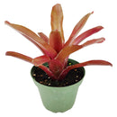 buy neoregelia fireball live houseplant 4 inch grower pot online, glossy deep red tropical bromeliad leaves, compact clumping rosette with central water reservoir, color-intensifying in bright indirect light, air-purifying and non-toxic to pets, lush tropical showpiece perfect for terrariums or grouped indoor displays, a wonderful gift for anyone who loves exotic colorful plants