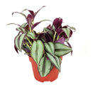 buy tradescantia zebrina 'wandering dude' live air plant 4" pot online, lush purple green and silver variegated trailing foliage, bold cascading vines with soft fleshy stems, striking bohemian aesthetic for shelves baskets and windowsills, easy care with consistent moisture and indirect light, an unforgettable living gift that keeps on growing