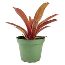 buy neoregelia fireball live houseplant 4 inch grower pot online, glossy deep red tropical bromeliad leaves, compact clumping rosette with central water reservoir, color-intensifying in bright indirect light, air-purifying and non-toxic to pets, lush tropical showpiece perfect for terrariums or grouped indoor displays, a wonderful gift for anyone who loves exotic colorful plants