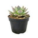 Buy an 8-pack of 4" live plants online. Choose eight plants of your choice to create a lush and diverse collection in 4" pots. Perfect for filling larger spaces, decorating your home or office, and growing your plant collection.