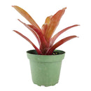 buy neoregelia fireball live houseplant 4 inch grower pot online, glossy deep red tropical bromeliad leaves, compact clumping rosette with central water reservoir, color-intensifying in bright indirect light, air-purifying and non-toxic to pets, lush tropical showpiece perfect for terrariums or grouped indoor displays, a wonderful gift for anyone who loves exotic colorful plants
