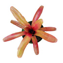 buy neoregelia fireball live houseplant 4 inch grower pot online, glossy deep red tropical bromeliad leaves, compact clumping rosette with central water reservoir, color-intensifying in bright indirect light, air-purifying and non-toxic to pets, lush tropical showpiece perfect for terrariums or grouped indoor displays, a wonderful gift for anyone who loves exotic colorful plants