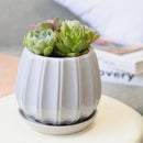 Succulent Arrangement in Ceramic Pot, rosette succulents, colorful succulents, stunning succulent arrangement for home and office decor, random succulents in ceramic pots