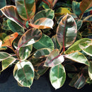 medium ficus elastica 'ruby pink' 4 inch live houseplant for sale, stunning tricolor variegated rubber plant leaves in pink white and green, upright architectural growth habit in a compact 4 inch pot, rich leathery oval leaves with high-gloss sheen, warm-weather tropical species thriving in indoor bright light, bold and colorful decorative accent for shelves or plant stands, inspired gift choice for houseplant enthusiasts