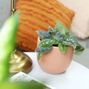 Satin Pothos Scindapsus Pictus, vining evergreen plants with variegated foliage, easy to care for houseplant for beginner, heart-shaped pothos, plants for hanging baskets and tall planters, best place to buy indoor plants near me