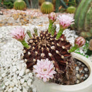 Buy an 8-pack of 4" live plants online. Choose eight plants of your choice to create a lush and diverse collection in 4" pots. Perfect for filling larger spaces, decorating your home or office, and growing your plant collection.