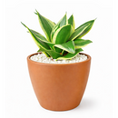 buy snake plant black gold sansevieria live houseplant 6" pot online, large established plant featuring tall stiff upright sword leaves with rich dark green centers and golden margins, clumping form that remains narrow and tidy over years, ideal for hallways offices and bedrooms needing a sculptural focal point, thrives in low light and dry indoor conditions, a classic heirloom-quality houseplant gift that grows for decades