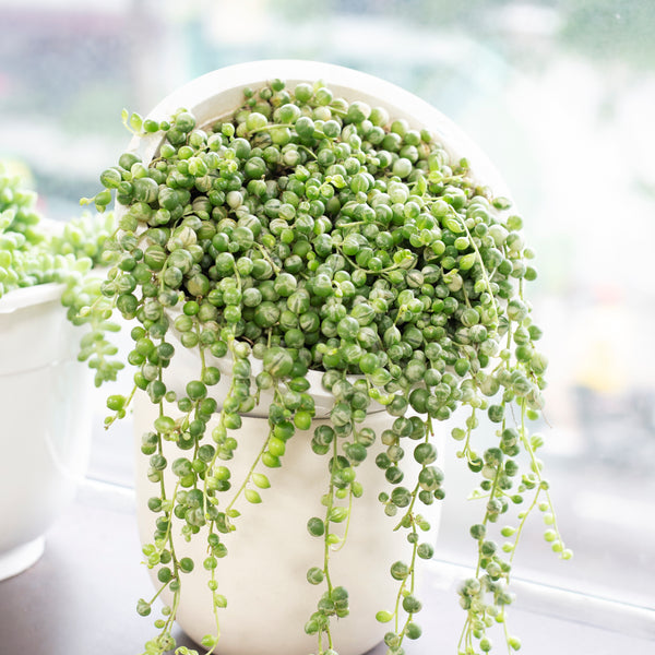 variegated pearls succulent Buy Variegated Senecio String Of Pearls Online: Rare Hanging Succulent