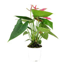 6" pot anthurium 'pink' live houseplant for sale, vivid pink waxy spathe with contrasting green glossy foliage, flamingo flower classic hybrid, epiphytic tropical grower, steady slow to medium growth rate, thrives in warm humid rooms, bold architectural living room focal point, a luxurious gift for any plant lover