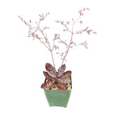 Kalanchoe Humilis "Desert Surprise"