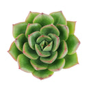 Echeveria Cris