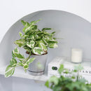 buy pothos n'joy live houseplant 8" pot online, full and flourishing trailing vine in a nursery pot with cascading white and bright green variegated heart-shaped leaves, slow-growing air-purifying tropical vine, drought-tolerant and low maintenance, a dramatic bohemian showpiece and a memorable plant gift