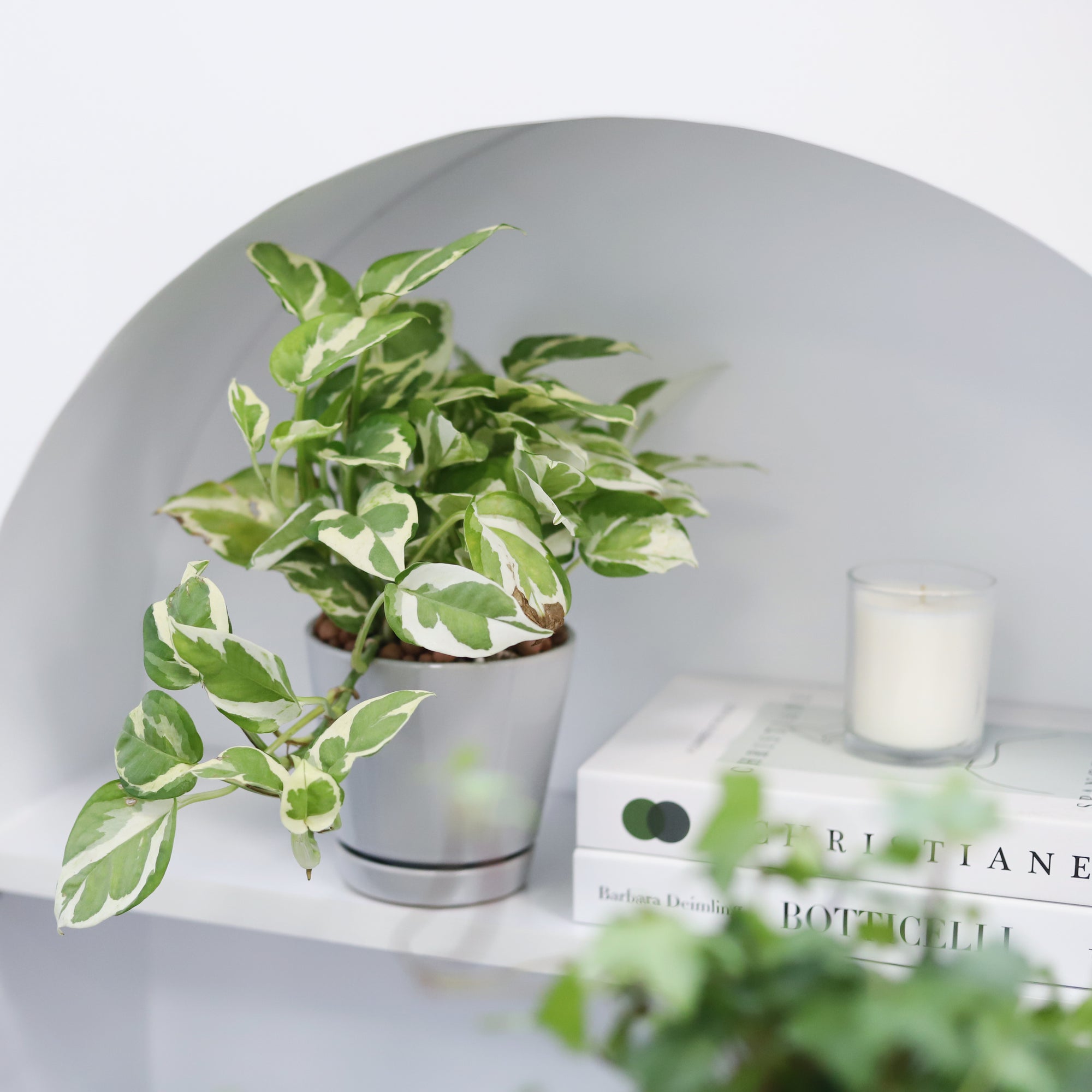 4 inch Pothos N'joy plant in grey minimalist pot for sale online, Houseplant as gift