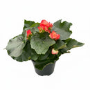 6" pot begonia 'reiger' live houseplant for sale, profuse multi-colored blooms in red orange and yellow tones, waxy heart-shaped leaves with high-gloss finish, dense mounding form reaching 12 to 18 inches at maturity, blooms abundantly in cool bright indoor conditions, a sophisticated and long-lasting gift for plant enthusiasts