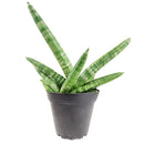 4" pot snake plant sansevieria starfish live houseplant for sale, fan-shaped arrangement of stout cylindrical green leaves, bold dark green bands on firm succulent spears, air purifying and drought tolerant, grows beautifully in indirect light with minimal care, elegant architectural accent for modern interiors, a lasting and unique gift for plant lovers