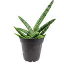 4" pot snake plant sansevieria starfish live houseplant for sale, fan-shaped arrangement of stout cylindrical green leaves, bold dark green bands on firm succulent spears, air purifying and drought tolerant, grows beautifully in indirect light with minimal care, elegant architectural accent for modern interiors, a lasting and unique gift for plant lovers