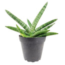 4" pot snake plant sansevieria starfish live houseplant for sale, fan-shaped arrangement of stout cylindrical green leaves, bold dark green bands on firm succulent spears, air purifying and drought tolerant, grows beautifully in indirect light with minimal care, elegant architectural accent for modern interiors, a lasting and unique gift for plant lovers