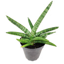 4" pot snake plant sansevieria starfish live houseplant for sale, fan-shaped arrangement of stout cylindrical green leaves, bold dark green bands on firm succulent spears, air purifying and drought tolerant, grows beautifully in indirect light with minimal care, elegant architectural accent for modern interiors, a lasting and unique gift for plant lovers