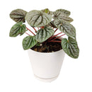 4 inch peperomia caperata live houseplant for sale, striking corrugated dark green foliage with intricate vein detailing, compact grower pot size ideal for desks and small spaces, slow-growing and low-maintenance with semi-succulent water-storing leaves, adapts well to bright indirect or artificial office light, a stylish nature-inspired decor accent, makes a lasting and pet-safe gift for loved ones