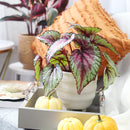 buy Watermelon Rex Begonia live houseplant 4 inch grower pot online, spectacularly patterned foliage in watermelon pink and silvery green tones, large soft-textured asymmetrical leaves, rhizomatous non-trailing compact plant, thrives in warm humid indoor environments, elegant addition to a plant collection or styled shelf, a rare and beautiful gift for the indoor gardener