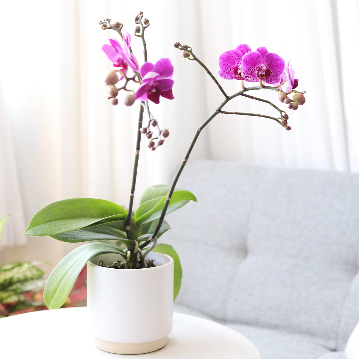 Purple Phalaenopsis Orchid, Phalaenopsis orchids, tropical houseplants, flowering plants, houseplants for sale