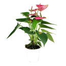 6" pot anthurium 'pink' live houseplant for sale, vivid pink waxy spathe with contrasting green glossy foliage, flamingo flower classic hybrid, epiphytic tropical grower, steady slow to medium growth rate, thrives in warm humid rooms, bold architectural living room focal point, a luxurious gift for any plant lover