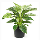 Philodendron Birkin, variegated houseplants, bright and medium light plants, indoor plant gift ideas