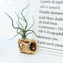 bulbosa belize, tillandsia ionantha rubra, where belize, where belize located, ionantha rubra, bulbosa, who colonized belize, bulbosa belize air plant