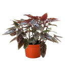 6" pot begonia 'corallina' live houseplant for sale, vigorous upright branching canes with bold white-spotted angel wing leaves, vivid green coloring with copper undertones beneath, cascading flower clusters in warm pink-red tones, classic bohemian indoor accent for sunlit rooms and bright corners, an impressive and memorable gift for any plant lover