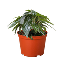 6" pot begonia white ice live houseplant for sale, bold white-speckled deep green leaves with hand-painted appearance, upright compact cane growth, spectacular year-round foliage interest, suited to humid rooms like kitchens and bathrooms, a striking tropical accent plant with sophisticated flair, an excellent birthday or housewarming gift