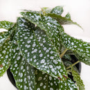 6" pot begonia white ice live houseplant for sale, bold white-speckled deep green leaves with hand-painted appearance, upright compact cane growth, spectacular year-round foliage interest, suited to humid rooms like kitchens and bathrooms, a striking tropical accent plant with sophisticated flair, an excellent birthday or housewarming gift