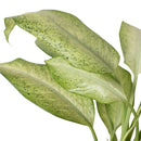 buy dieffenbachia 'camouflage' live plant 4" pot online, vivid cream and chartreuse mottled leaf pattern resembling natural camouflage, lush full canopy of large tropical leaves, fast grower with bold visual impact, tolerates medium to low indoor light conditions, elegant statement plant for shelves or tabletops, a rare and desirable houseplant gift idea
