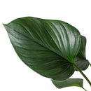Shade-loving plant, Easy-care houseplant, Air-purifying plant, Decorative office plant, buy indoor plants online