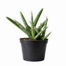 4" pot snake plant sansevieria starfish live houseplant for sale, fan-shaped arrangement of stout cylindrical green leaves, bold dark green bands on firm succulent spears, air purifying and drought tolerant, grows beautifully in indirect light with minimal care, elegant architectural accent for modern interiors, a lasting and unique gift for plant lovers