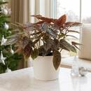 6" pot begonia 'corallina' live houseplant for sale, vigorous upright branching canes with bold white-spotted angel wing leaves, vivid green coloring with copper undertones beneath, cascading flower clusters in warm pink-red tones, classic bohemian indoor accent for sunlit rooms and bright corners, an impressive and memorable gift for any plant lover