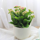 buy kalanchoe blossfeldiana 'calandiva pink' live succulent grower pot online, dense double pink blooms with rose-form petals, waxy dark green fleshy leaves with scalloped edges, upright bushy drought tolerant succulent, bright indirect light easy ca
