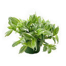 6 inch tradescantia albiflora 'variegata' live houseplant for sale, vibrant light green and cream variegated foliage, fleshy soft stems with trailing cascading form, bright easy-care grower perfect near east or west windows, distinctive luminous leaf striping with subtle sheen, elegant bohemian decor accent for kitchens and bathrooms, a wonderful living gift for any plant enthusiast