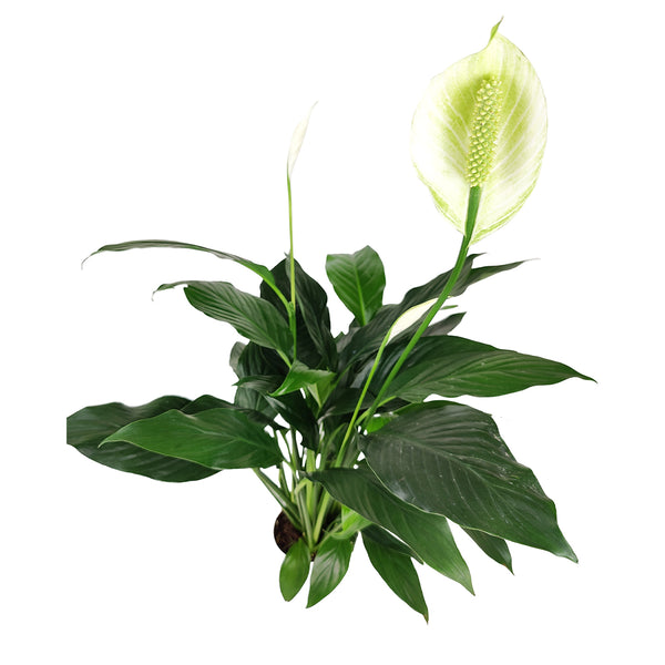 peace lily succulent 4" Peace Lily Plant – Easy Care Indoor Flowering Houseplant