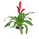 Vriesea Christiane, Flowering Houseplants, Easy Care Houseplants, Best Houseplant for Beginners, Tips for Growing Vriesea Christiane