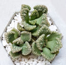 Concrete Leaf Titanopsis Calcarea Cactus