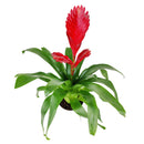 Vriesea Christiane, Flowering Houseplants, Easy Care Houseplants, Best Houseplant for Beginners, Tips for Growing Vriesea Christiane