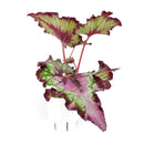 buy Watermelon Rex Begonia live houseplant 4 inch grower pot online, spectacularly patterned foliage in watermelon pink and silvery green tones, large soft-textured asymmetrical leaves, rhizomatous non-trailing compact plant, thrives in warm humid indoor environments, elegant addition to a plant collection or styled shelf, a rare and beautiful gift for the indoor gardener