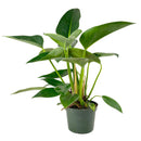 6" pot philodendron 'congo green' live air plant for sale, dark green shiny foliage with thick waxy texture, self-heading compact tropical form, tolerates average indoor humidity, grows as impressive floor or shelf statement plant, refined tropical elegance for modern or eclectic interiors, a treasured gift for plant collectors and beginners alike