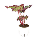 buy Watermelon Rex Begonia live houseplant 4 inch grower pot online, spectacularly patterned foliage in watermelon pink and silvery green tones, large soft-textured asymmetrical leaves, rhizomatous non-trailing compact plant, thrives in warm humid indoor environments, elegant addition to a plant collection or styled shelf, a rare and beautiful gift for the indoor gardener