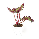 buy Watermelon Rex Begonia live houseplant 4 inch grower pot online, spectacularly patterned foliage in watermelon pink and silvery green tones, large soft-textured asymmetrical leaves, rhizomatous non-trailing compact plant, thrives in warm humid indoor environments, elegant addition to a plant collection or styled shelf, a rare and beautiful gift for the indoor gardener