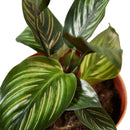 6" pot calathea beauty star live houseplant for sale, lush tropical foliage plant with neon pinstripe leaf pattern in pink silver and green, sturdy upright clumping growth reaching up to 2 feet, sensitive to direct sun and loves consistent moisture and humidity, air-purifying prayer plant for bright indirect light spots, stunning display plant for floors or plant stands, elegant and bold gift for plant enthusiasts