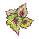 buy Watermelon Rex Begonia live houseplant 4 inch grower pot online, spectacularly patterned foliage in watermelon pink and silvery green tones, large soft-textured asymmetrical leaves, rhizomatous non-trailing compact plant, thrives in warm humid indoor environments, elegant addition to a plant collection or styled shelf, a rare and beautiful gift for the indoor gardener