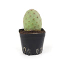 Tephrocactus alexanderi - Indian Ball Cactus