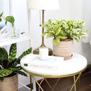 buy peperomia obtusifolia variegata live houseplant 4" pot online, vibrant variegated tropical foliage with glossy rounded leaves in cream and deep green, compact grower pot form, thrives in indirect light with minimal watering, suits a windowsill terrarium or desk arrangement, a charming and pet-safe plant gift for any occasion